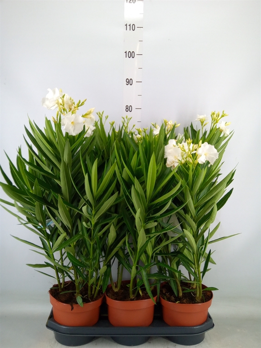 <h4>Nerium oleander   ...</h4>