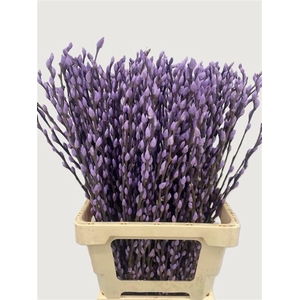 Salix Wilgenkatjes Milka 70cm P Stem