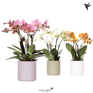 Kolibri Orchids Phalaenopsis Jewel 4 spike mix in Pastel mix