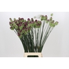 Allium Sphaerocephalon