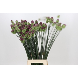 Allium Sphaerocephalon