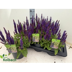 SALVIA NEMOROSA