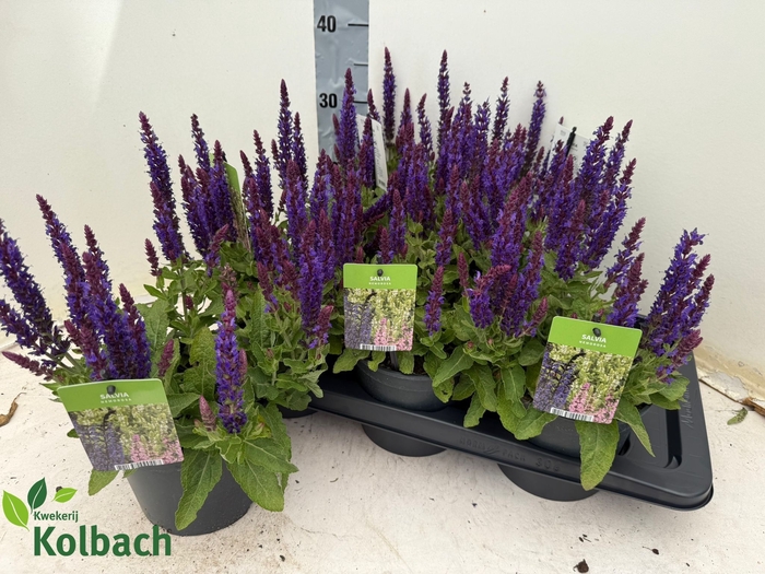 <h4>SALVIA NEMOROSA</h4>