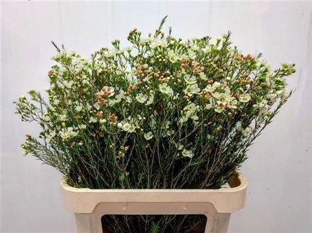 <h4>Chame Me Gil</h4>