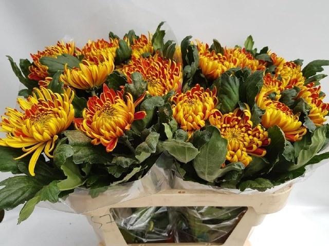 <h4>CHR G FUEGO</h4>