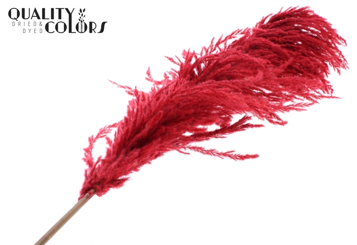 Pampas Grass ± 175cm p/pc in poly Red