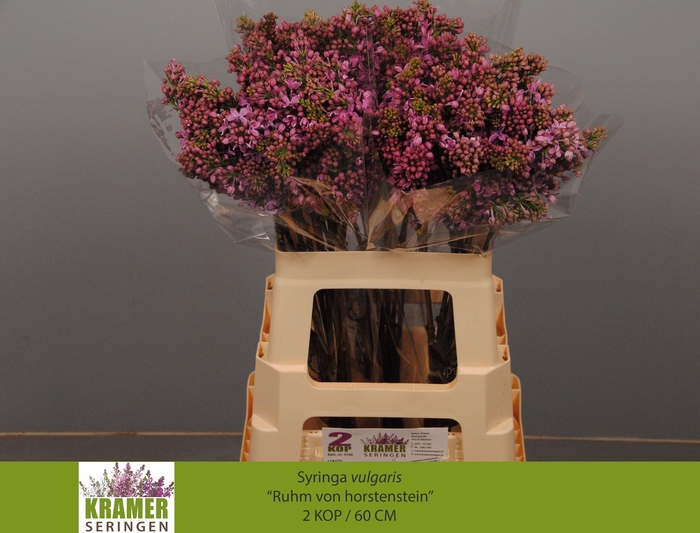 <h4>SYR V R V HORSTENST</h4>