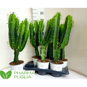 EUPHOR CANDELABRUM