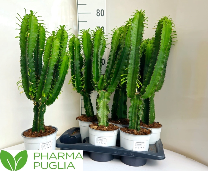 <h4>EUPHOR CANDELABRUM</h4>