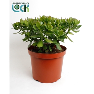 Crassula Argentea Ovata