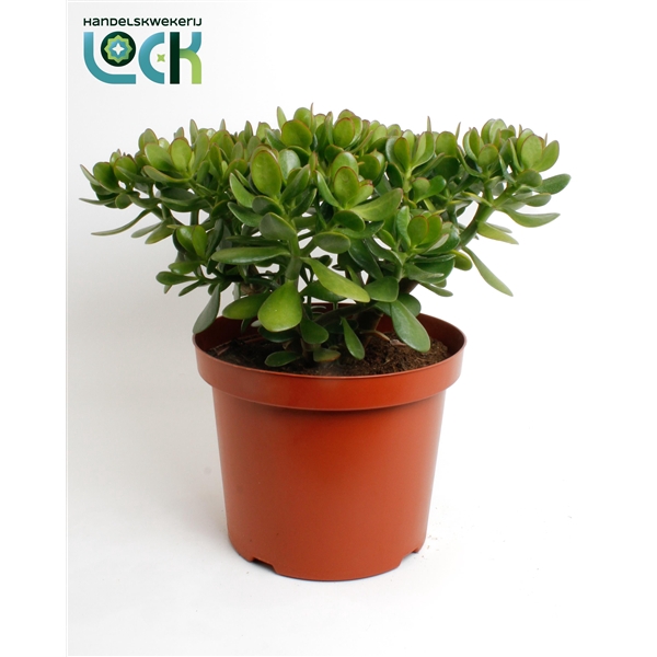 <h4>Crassula Argentea Ovata</h4>