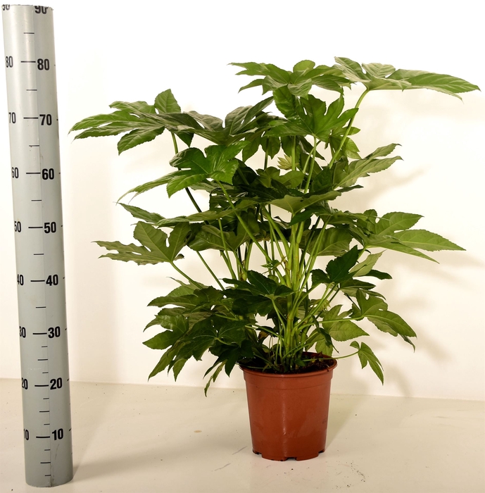 <h4>Fatsia japonica   ...</h4>