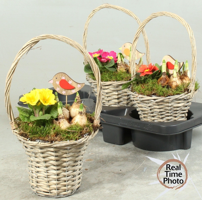 <h4>ARR TUINPLANTEN</h4>