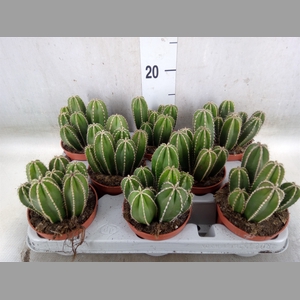Cereus   ...