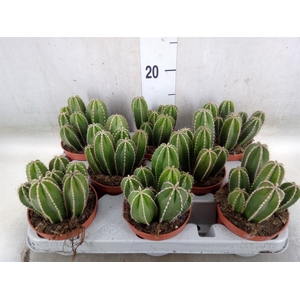 Cereus   ...