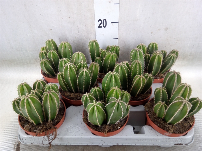 <h4>Cereus   ...</h4>