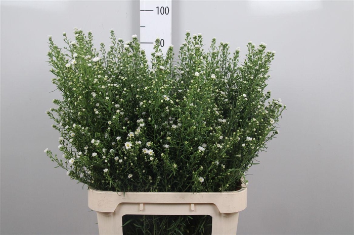 <h4>Ast U Paquita</h4>