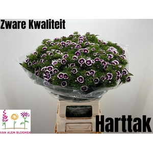 DI BARB WILL BIC PUR