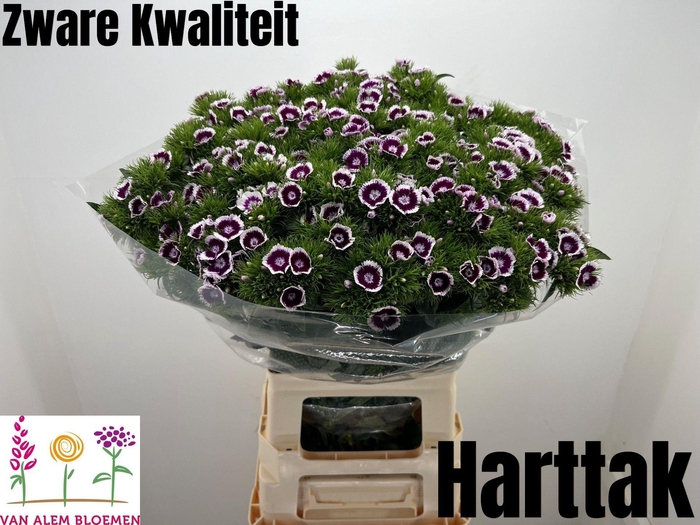 <h4>DI BARB WILL BIC PUR</h4>