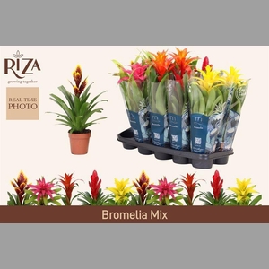 BROMELIA GEM 6 SRT