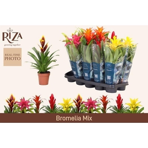 BROMELIA GEM 6 SRT