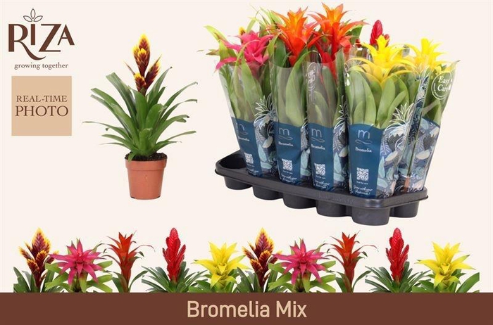 <h4>BROMELIA GEM 6 SRT</h4>