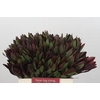 Leucadendron Saf Sunset Dark R.