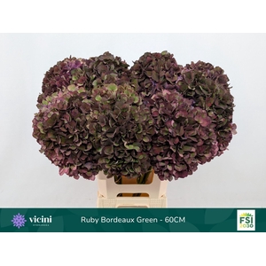 Hydrangea  'Magical Rubyred'  CL
