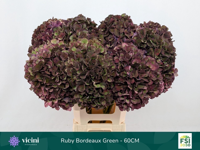 <h4>Hydrangea  'Magical Rubyred'  CL</h4>