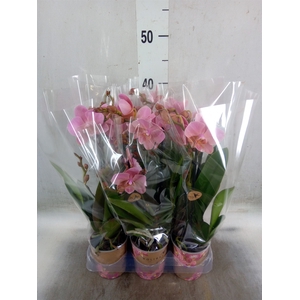 Phalaenopsis multi. 'Ant Treviso'