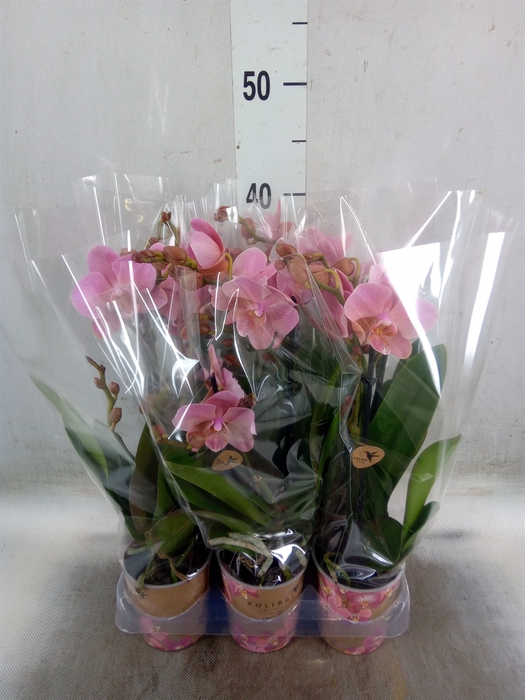 <h4>Phalaenopsis multi. 'Ant Treviso'</h4>