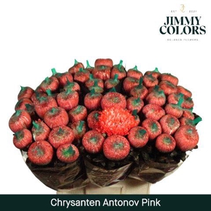 Chr G Antonov Pink