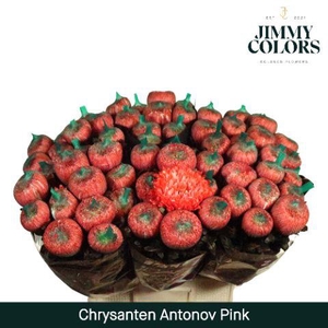 Chr G Antonov Pink