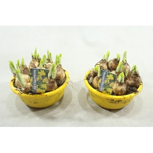 YELLOW SCHAALTJE TETE