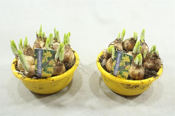 <h4>YELLOW SCHAALTJE TETE</h4>