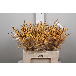 Ilex Ve Mag Citronella/gold