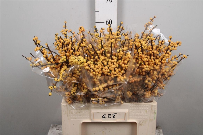 <h4>Ilex Ve Mag Citronella/gold</h4>