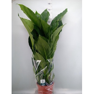 Spathiphyllum  'Sweet Sebastiano'