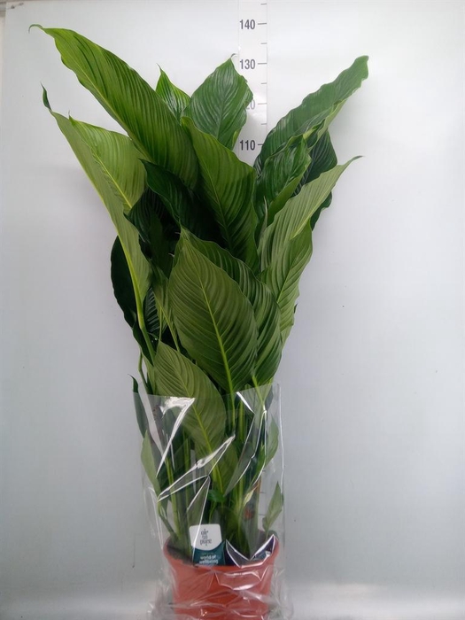 <h4>Spathiphyllum  'Sweet Sebastiano'</h4>