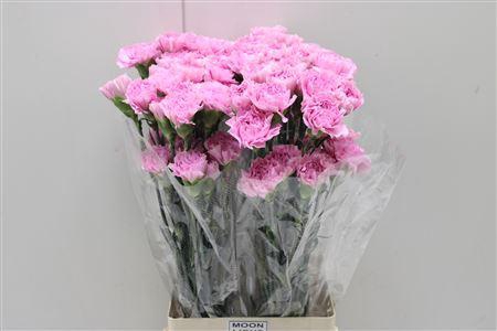 <h4>Di St Clearwater</h4>