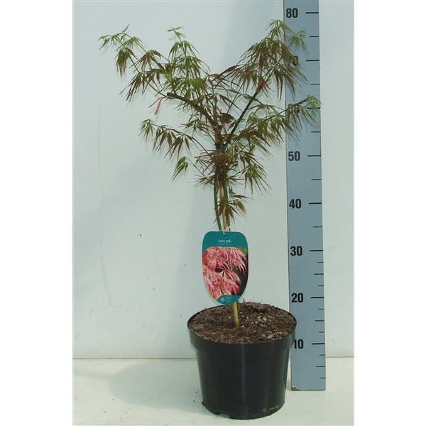 <h4>Acer palmatum 'Ornatum' P23 Full CC</h4>