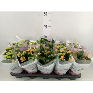 Kalanchoe blos. 'RoyalDon'   ..mix
