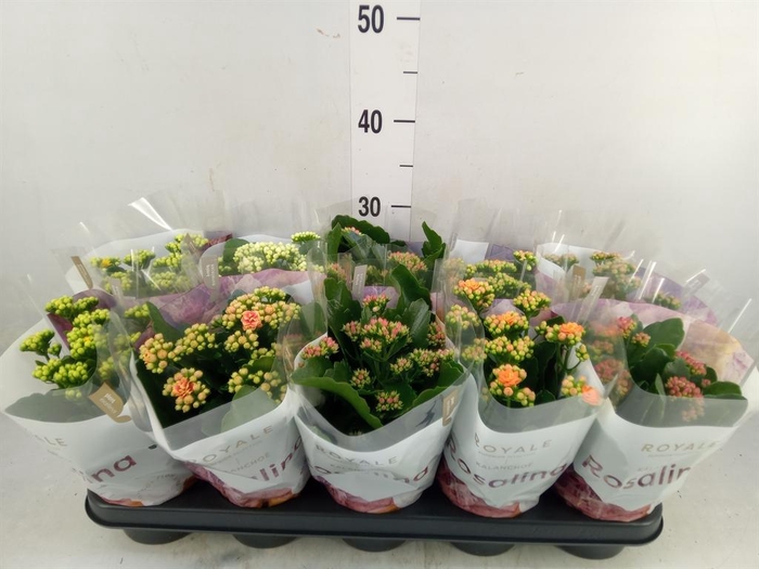 <h4>Kalanchoe blos. 'RoyalDon' ..mix</h4>