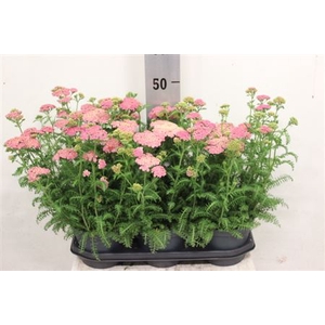 ACHI MILLEFOLIUM