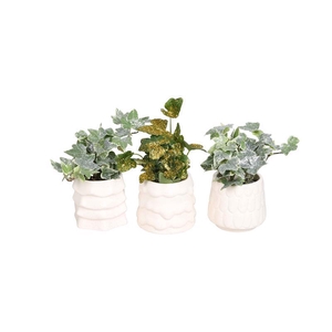 HEDERA HELIX p6 l 67456