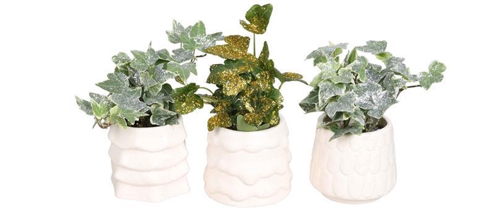 <h4>HEDERA HELIX</h4>