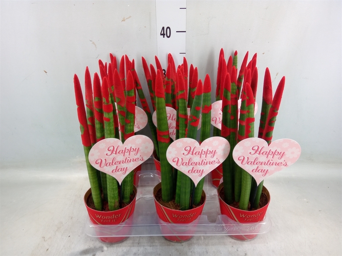 <h4>Sansevieria cyl.  ...</h4>