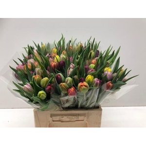 Mono Tulp dubbel gemengd x10