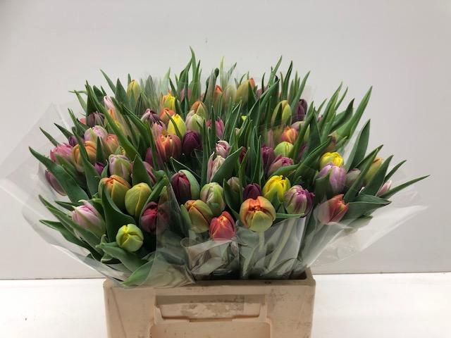 Mono Tulp dubbel gemengd x10