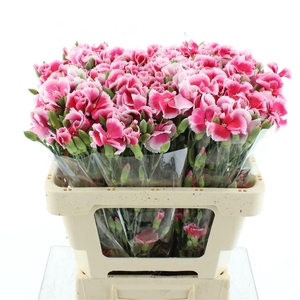 Di Tr Simply Cherry Extra